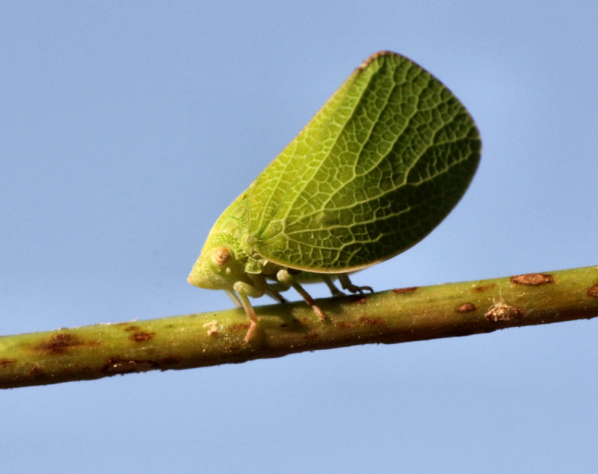  un emittero ? S, Acanalonia conica - Acanaloniidae.